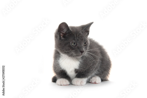 gray and white kitten on white