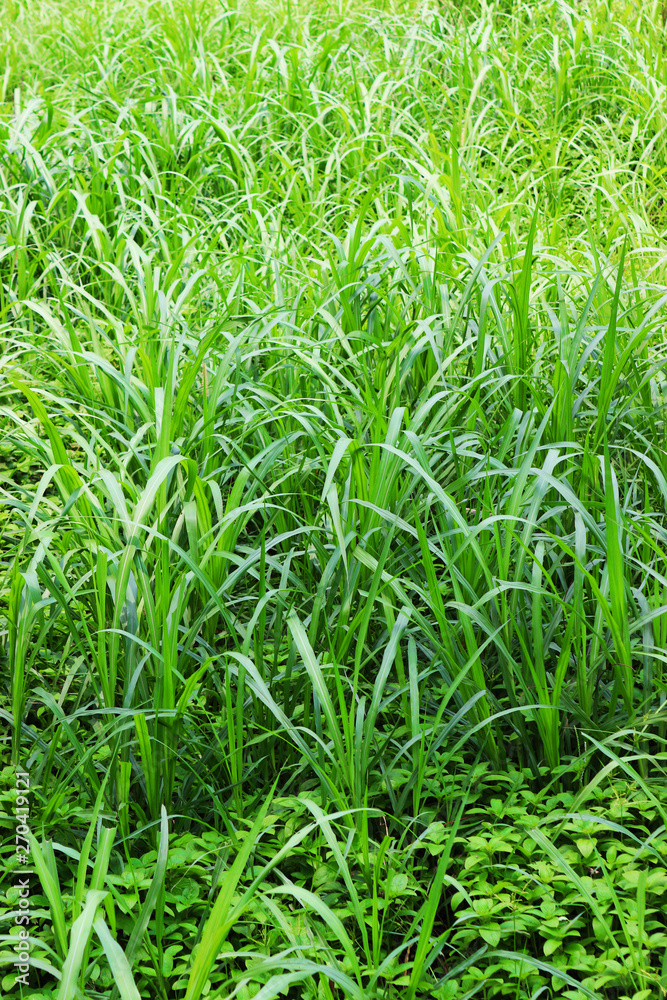 Grass on the field during sunrise. Agricultural landscape in the summer time.art abstract spring background or summer background with fresh grass.High green fresh grass isolated Grass on the field during sunrise. Agricultural landscape in the summer time.art abstract spring background or summer background with fresh grass.High green fresh grass isolated