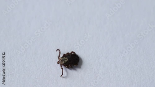 tick family Ixodes crawling on a white paper. photo