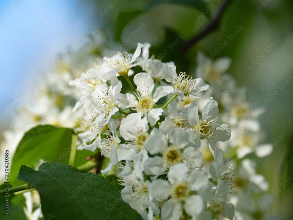 Beautiful white cherry flowers on a blue sky background. Beautiful white cherry flowers on a blue sky background.