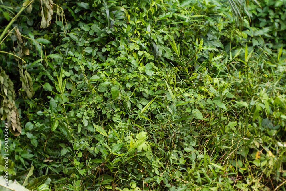 background of green leaves background of green leaves