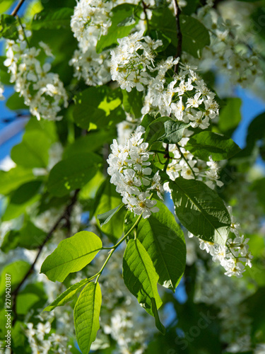 Beautiful white cherry flowers on a blue sky background. photo