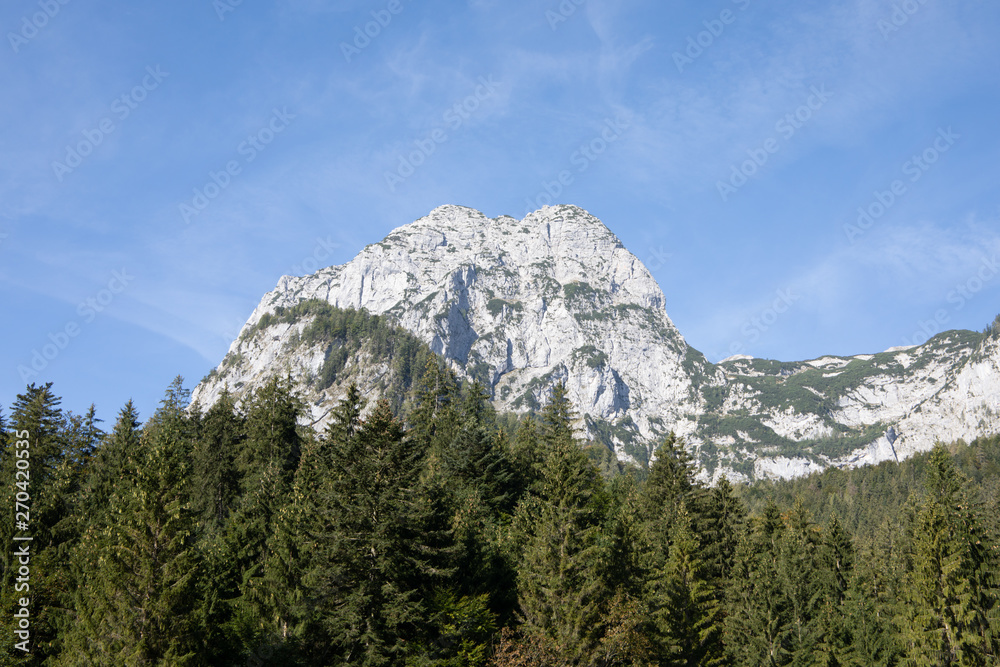 mountain in forest