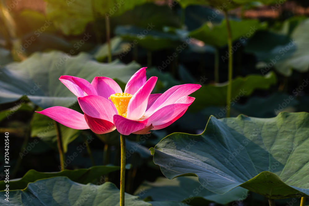 Pink lotus and green leaf in the pond. Pink lotus and green leaf in the pond.