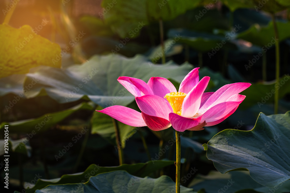 Pink lotus and green leaf in the pond. Pink lotus and green leaf in the pond.