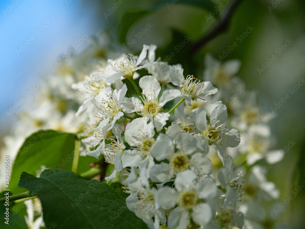 Beautiful white cherry flowers on a blue sky background. Beautiful white cherry flowers on a blue sky background.