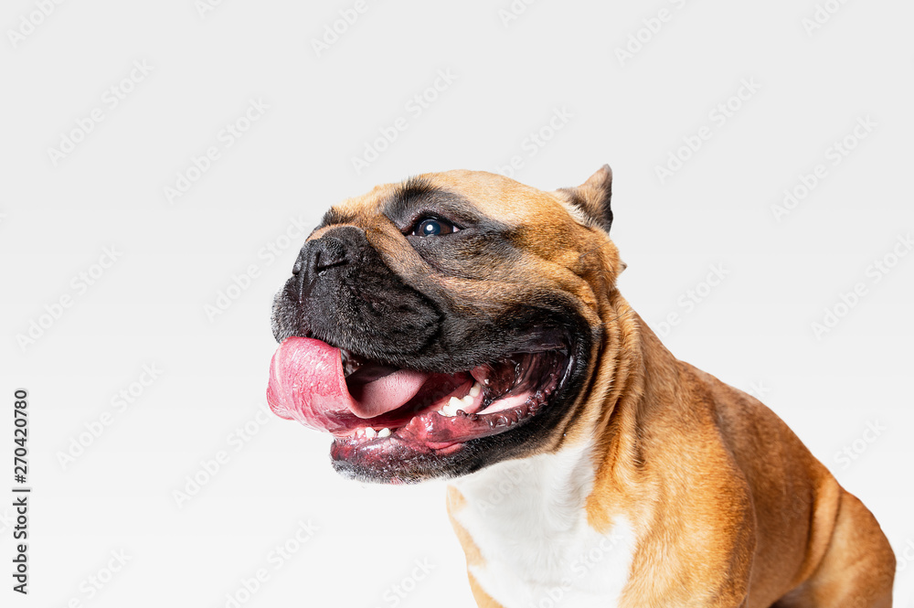 Young French Bulldog is posing. Cute white-braun doggy or pet is playing and looking happy isolated on white background. Studio photoshot. Concept of motion, movement, action. Negative space.