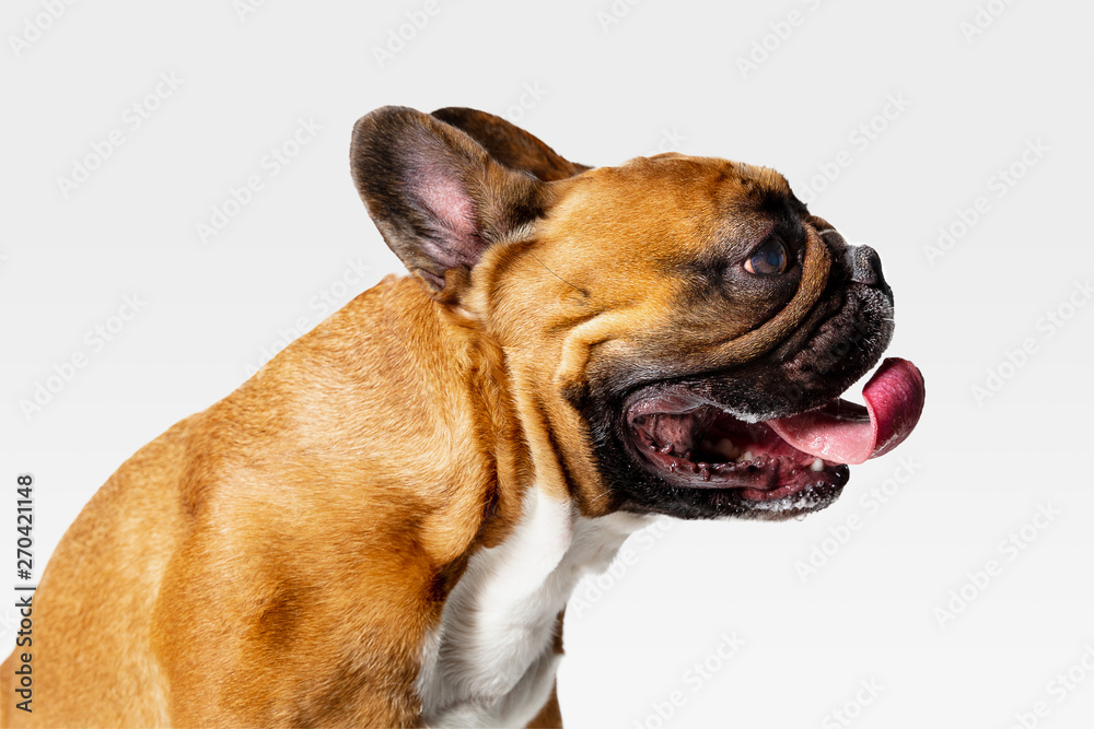 Obraz premium Young French Bulldog is posing. Cute white-braun doggy or pet is playing and looking happy isolated on white background. Studio photoshot. Concept of motion, movement, action. Negative space.