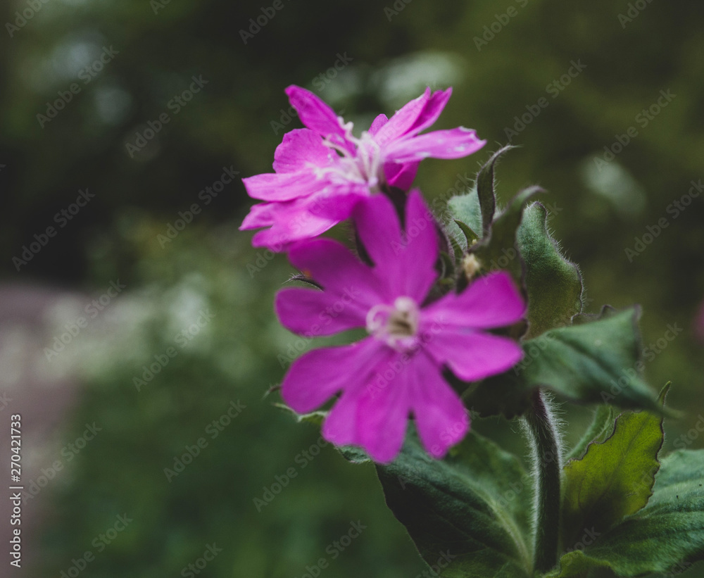 Fototapeta premium pink flower in garden