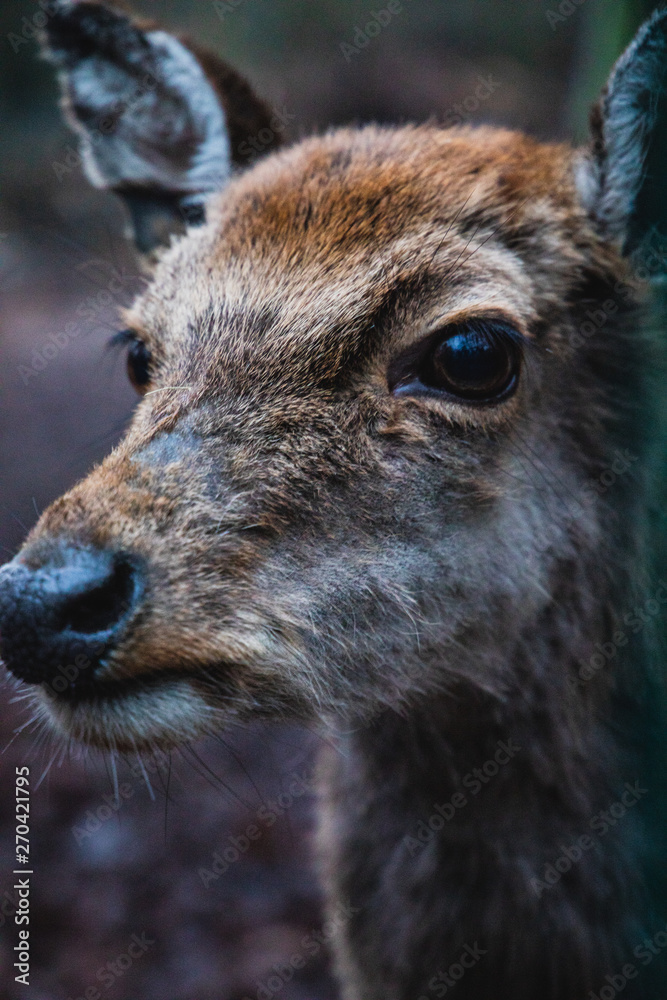 Fototapeta premium Deer Portrait