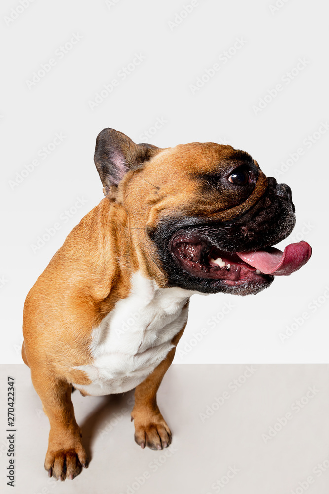 Fototapeta premium Young French Bulldog is posing. Cute white-braun doggy or pet is playing and looking happy isolated on white background. Studio photoshot. Concept of motion, movement, action. Negative space.
