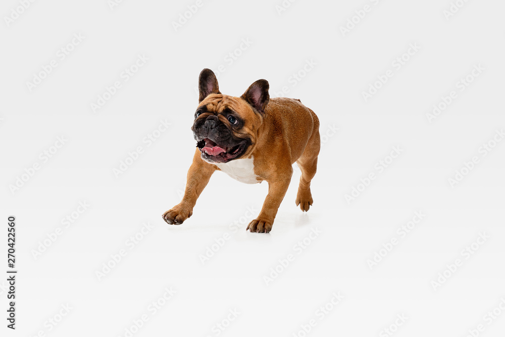 Obraz premium Young French Bulldog is posing. Cute white-braun doggy or pet is playing, running and looking happy isolated on white background. Studio photoshot. Concept of motion, movement, action. Negative space.