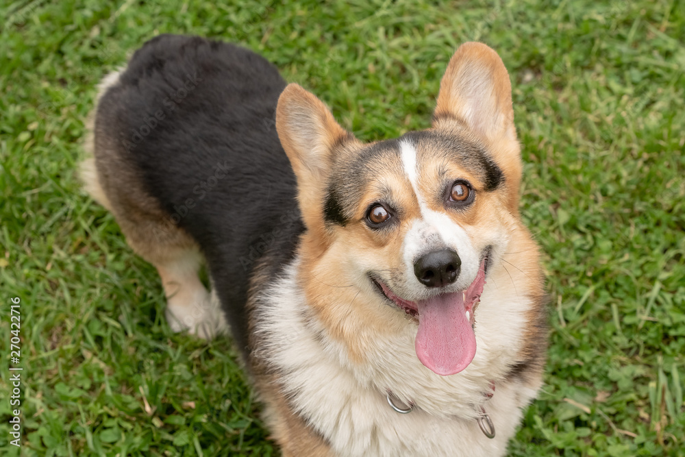 Corgi dog looks at the camera and smiles Corgi dog looks at the camera and smiles