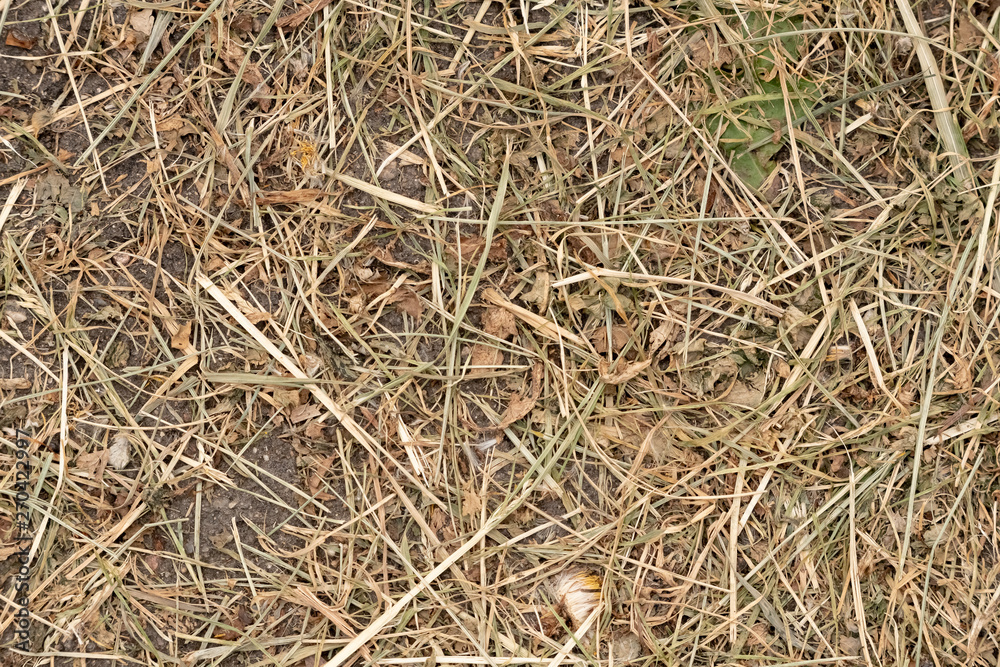 Dry grass after mowing lies on the ground, texture Dry grass after mowing lies on the ground, texture