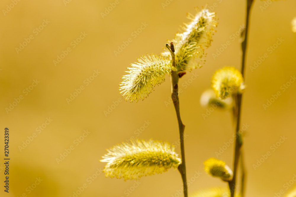 Yellow flowers on the branches of willow Yellow flowers on the branches of willow