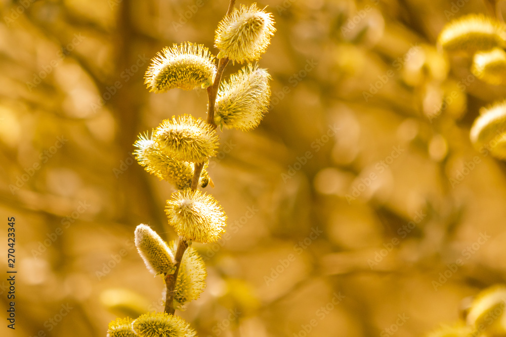 Obraz premium Yellow flowers on the branches of willow