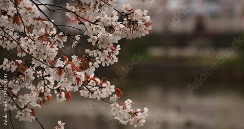 Cherry blossom at the park daytime cloudy photo