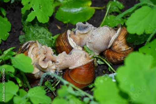 Terrestrial molluscs or land molluscs are ecological group that includes allmolluscs that lives on land in contrast to freshwater and marine molluscs