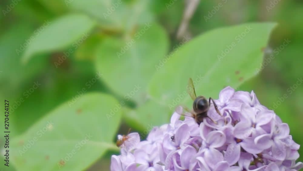 summer time.bee on a big flower.insect bee pollinating a flower.close-up.macro shoot.shallow depth of field summer time.bee on a big flower.insect bee pollinating a flower.close-up.macro shoot.shallow depth of field