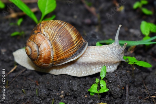 Terrestrial molluscs or land molluscs are ecological group that includes allmolluscs that lives on land in contrast to freshwater and marine molluscs