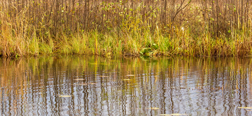 Grass and reed with reflection in the pond Grass and reed with reflection in the pond