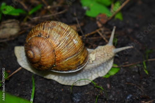 Terrestrial molluscs or land molluscs  are ecological group that includes allmolluscs that lives on land in contrast to freshwater and marine molluscs