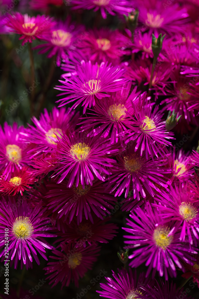 Spring garden. Flowers, Italy. Spring garden. Flowers, Italy.
