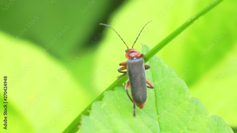 funny little moustached beetle sits on a green blade of grass on a sunny summer day.fun summer screensaver for your design.macro shooting.close-up.shallow depth of field.