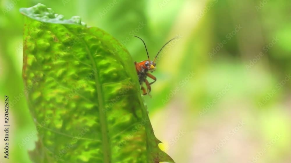 summer time.little funny mustache beetle sitting on a green leaf.excellent summer screensaver for your design.close-up.macro shooting.shallow depth of field. summer time.little funny mustache beetle sitting on a green leaf.excellent summer screensaver for your design.close-up.macro shooting.shallow depth of field.