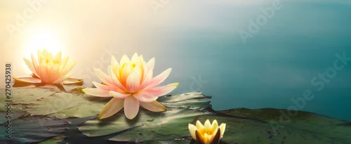 Panel kuchenny z motywem  lotus flower in pond