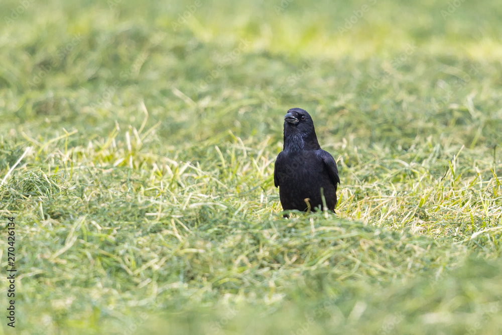 black carrion crow (corvus corone) standing in grass black carrion crow (corvus corone) standing in grass