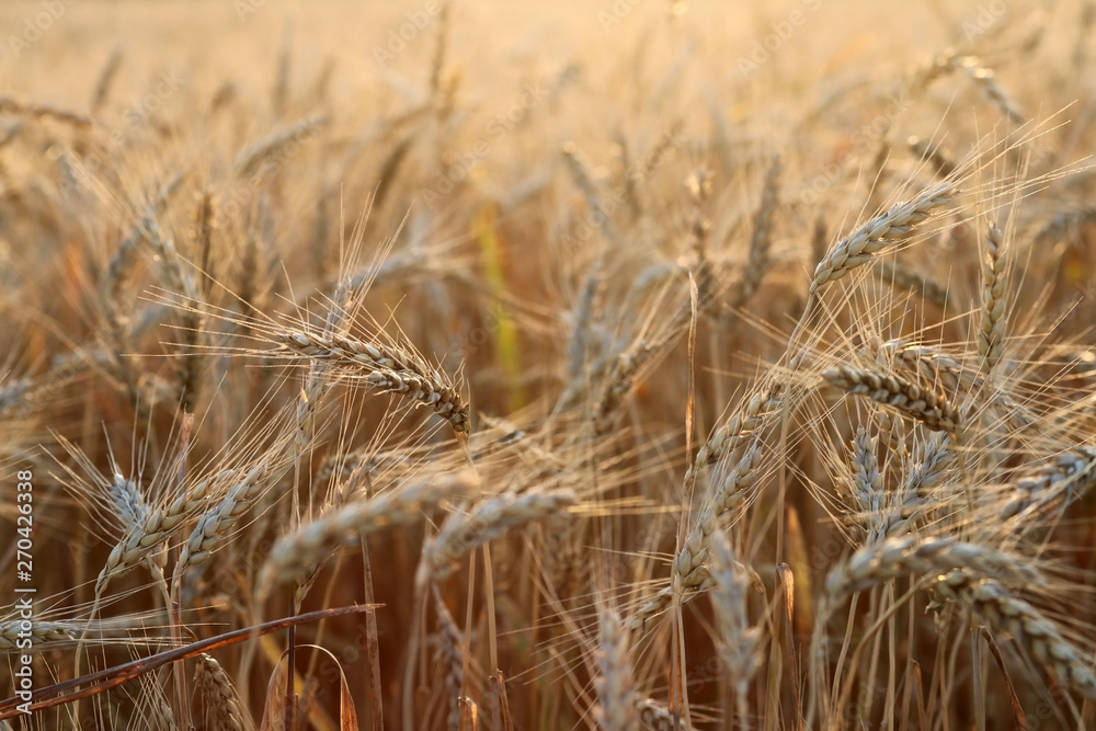 Field of ripe wheat field close up in a shallow depth of field in soft warm light during sunset. Agriculture, agronomy and farming background. Field of ripe wheat field close up in a shallow depth of field in soft warm light during sunset. Agriculture, agronomy and farming background.