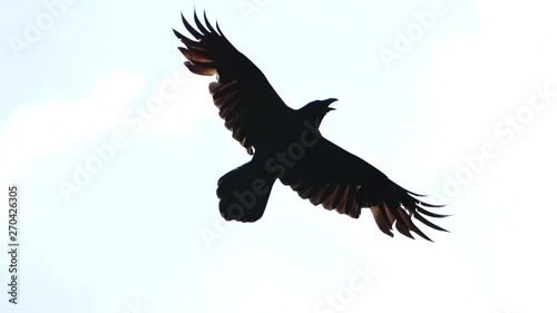 Raven flies across the blue sky Slow Motion