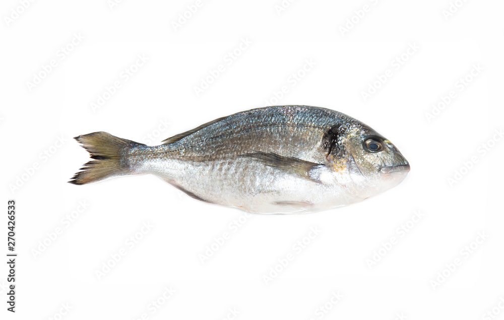 Raw fresh one dorado fish. Raw fresh one dorado fish.