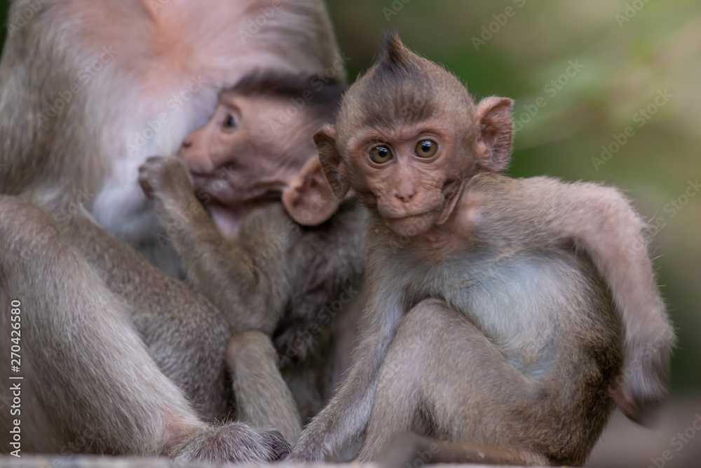 Macaca fascicularis, Macaca fascicularis is a mammal that lives in forests in Thailand and Southeast Asia. Macaca fascicularis, Macaca fascicularis is a mammal that lives in forests in Thailand and Southeast Asia.