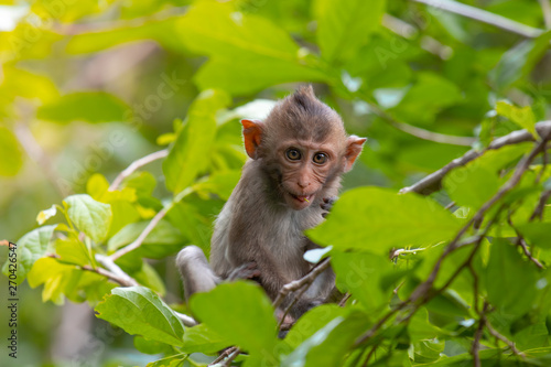 The baby monkey sat looking carefully on the top of the branch.