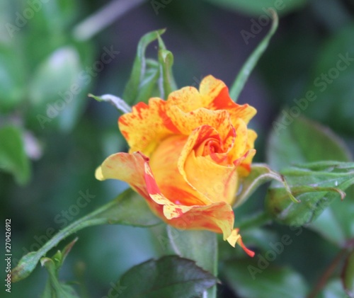 Fototapeta Naklejka Na Ścianę i Meble -  Isolated Garden Rose
