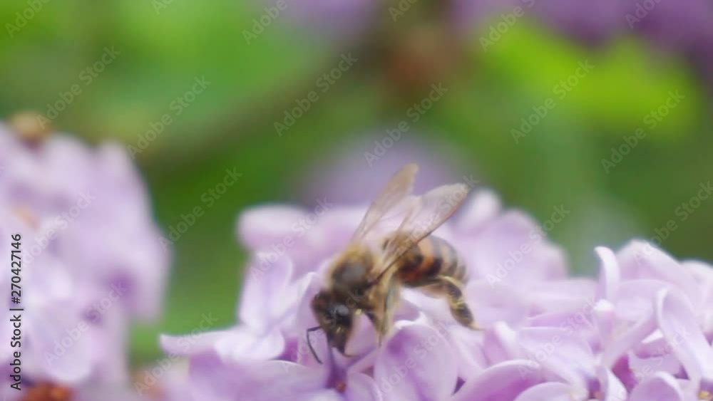 summer time.bee on a big flower.insect bee pollinating a flower.close-up.macro shoot.shallow depth of field summer time.bee on a big flower.insect bee pollinating a flower.close-up.macro shoot.shallow depth of field