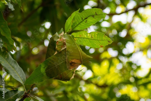 green ant nest on tree