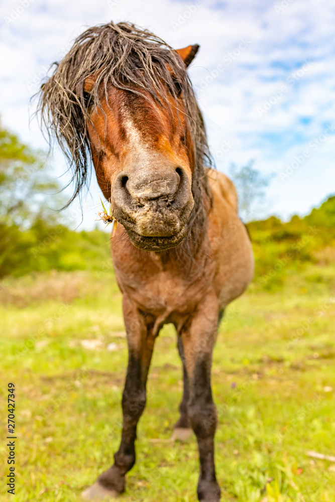 Fototapeta premium How curious