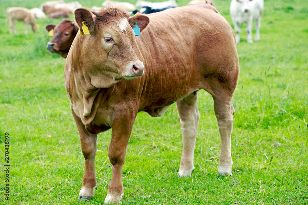 Pretty Jersey Cow standing in a vibrant green field