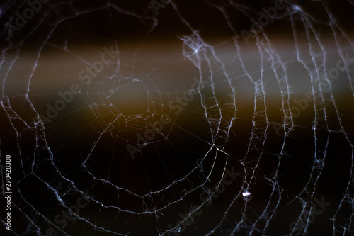 Spider web 4