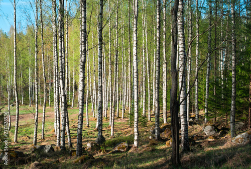 Fototapeta Naklejka Na Ścianę i Meble -  Photo of birch forest. Trees, leaves, bark. Summer tourism.