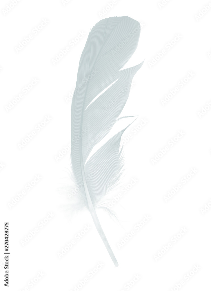 Beautiful Baby blue colors tone feather isolated on white background