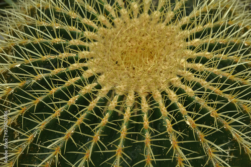 Goldkugelkaktus  Echinocactus grusonii  golden barrel cactus  Schwiegermuttersessel