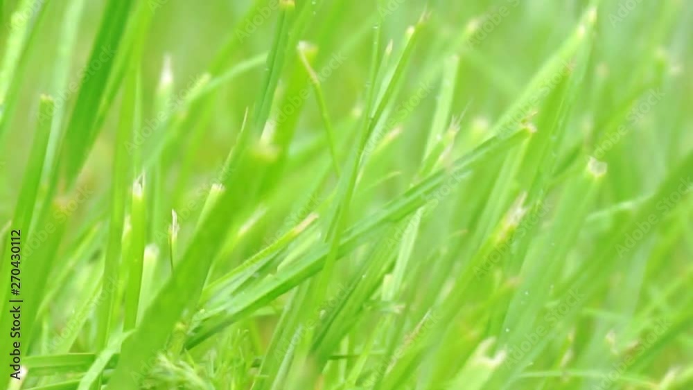 gardening.lawn care.watering plants. water drops are pouring on the green grass on the meadow on a sunny summer day.close-up.macro shooting.shallow depth of field gardening.lawn care.watering plants. water drops are pouring on the green grass on the meadow on a sunny summer day.close-up.macro shooting.shallow depth of field