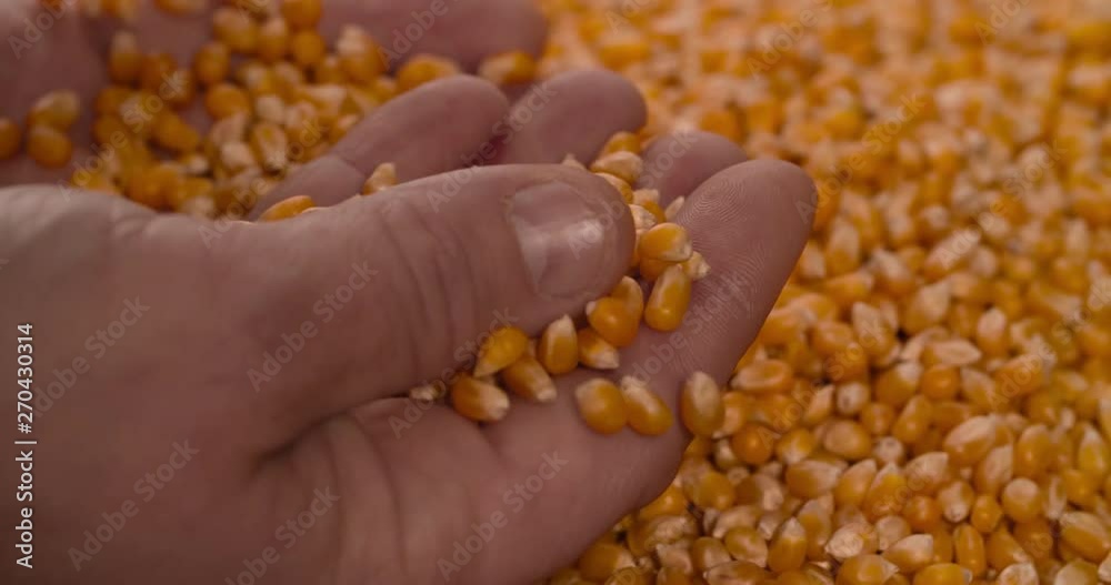 Hands take inspecting check Corn beans Slow Motion 4K video background Hands take inspecting check Corn beans Slow Motion 4K video background