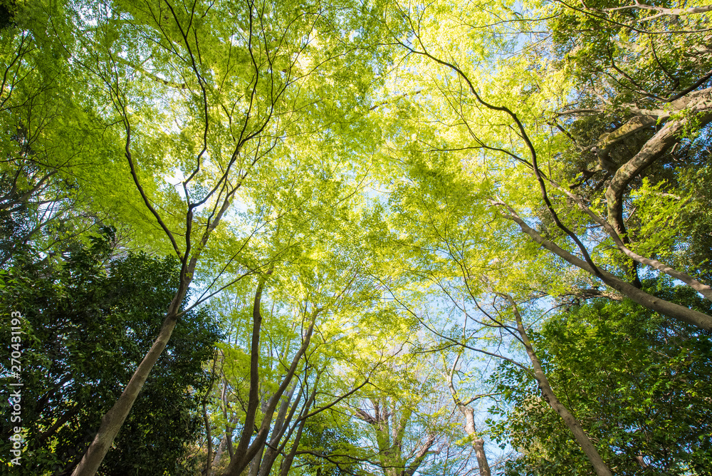 Fototapeta premium tree in forest