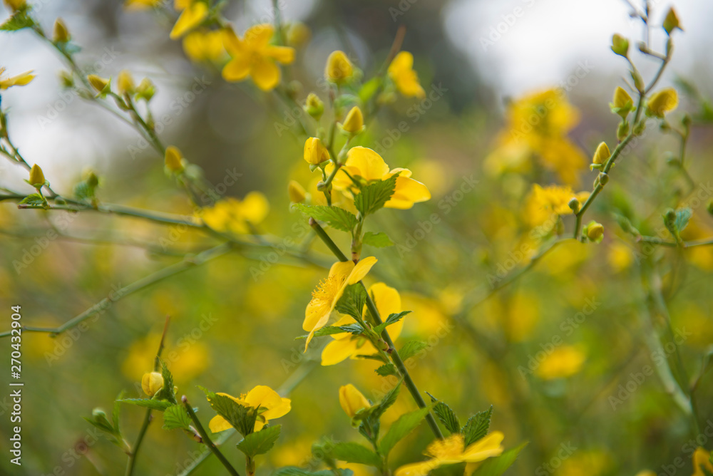 yellow flowers in the garden