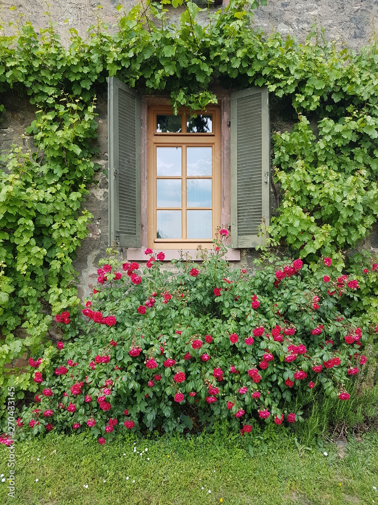 Fenster mit Fensterläden und Rosenstrauch Fenster mit Fensterläden und Rosenstrauch